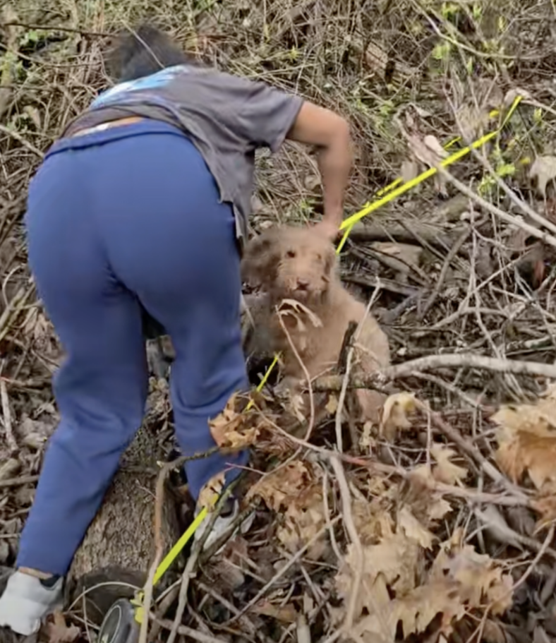 Emotional Reaction as Lost Goldendoodle Reunites With Young Owner